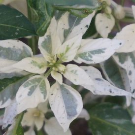 Five Little Peppers and How They Grew Image